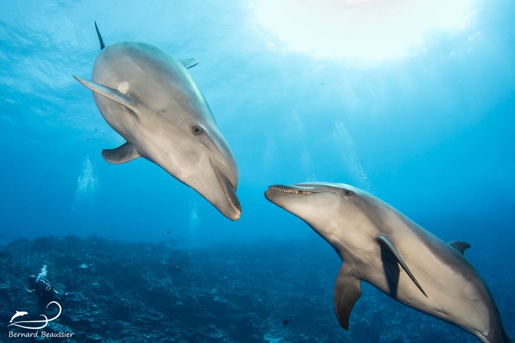 Plongée avec les dauphins à Rangiroa